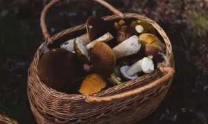 Kiedy rosną grzyby w lesie? Kalendarz i warunki dla grzybiarzy