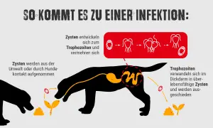 Schema erklärt, wie ein Hund Giardien aufnimmt und wie sich die Parasiten im Körper vermehren.