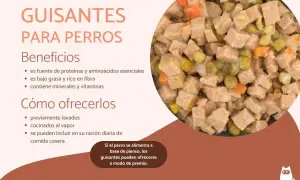 Primer plano de un cuenco de comida para perros con trozos de carne, zanahoria y guisantes. Los perros pueden comer guisantes, son beneficiosos y se pueden ofrecer como premio.
