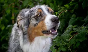 Ein wunderschöner Australian Shepherd mit auffälligen Augen und einem breiten Grinsen. Vielleicht sucht er nach Ideen für australian shepherd namen?