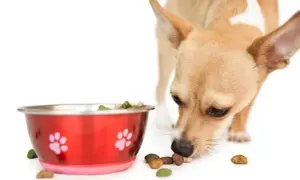 Ile powinien jeść szczeniak chihuahua, aby uniknąć problemów zdrowotnych
