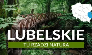 Odkryj Lubelskie: Co zwiedzić? Od zabytków po dziką naturę!