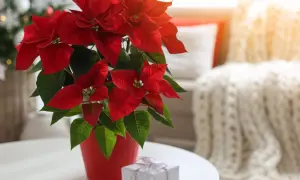 Jak dbać o gwiazdę betlejemską? Ten piękny, czerwony kwiat w doniczce, obok prezentu, to symbol świąt.