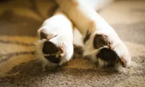 Nahaufnahme von Hundepfoten, die sich auf einem Teppich putzen. Der Hund leckt seine Pfoten, vielleicht aus Langeweile oder psychischer Anspannung.