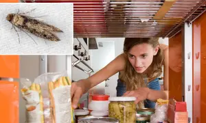 Une femme inspecte son garde-manger, cherchant comment se débarrasser des mites alimentaires. Une mite est visible en gros plan.