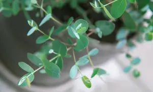 Zarte grüne Blätter einer Eukalyptus Pflanze entfalten sich im sanften Licht.