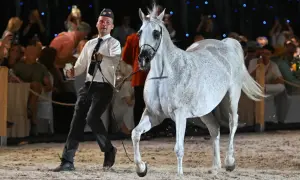Janów Podlaski: Legenda, konie arabskie i praktyczny przewodnik