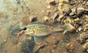 Ein Barsch mit einem Wurm im Maul, der auf einem steinigen Grund im flachen Wasser liegt. Verschiedene Barsch Arten sind faszinierend.