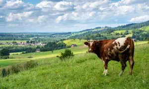 Brązowo-biała krowa na zielonym wzgórzu, w tle malowniczy krajobraz z wioską i lasami. Widok z przełęczy Snozka.