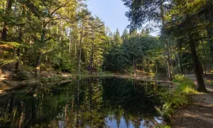 Spokojny wilczy staw otoczony gęstym lasem. Słońce przebija się przez drzewa, tworząc refleksy na ciemnej wodzie.