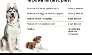 Ile razy dziennie powinien jeść pies? Tabela podpowiada: szczenięta 4-5 razy, dorosłe psy 2-3 razy, chore po konsultacji z weterynarzem.