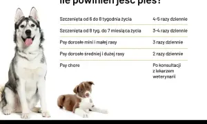 Ile razy dziennie karmić psa? Tabela podpowiada: szczenięta 4-5 razy, dorosłe psy 2-3 razy, chore po konsultacji z weterynarzem.