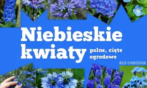 Niebieskie kwiaty wiosenne: ostróżki, chabry, agapanty, hortensje, powoje, czarnuszki, hiacynty i niezapominajki.
