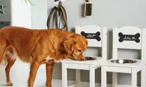 Stojak na miski dla psa DIY: Zbuduj idealny dla zdrowia pupila!