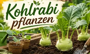 Kohlrabi pflanzen im Garten. Junge Setzlinge in Töpfen und ausgewachsene Kohlrabi-Knollen auf dem Beet, bereit für die Ernte.