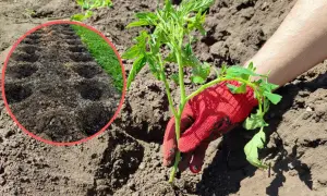 Sadzenie pomidorów do gruntu: Po Zimnej Zośce po obfite plony
