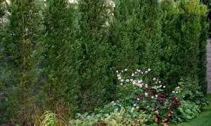 Seto de cipreses frondosos, ideal para delimitar espacios. La primavera es el momento perfecto cuando podar setos de cipreses para mantener su forma.