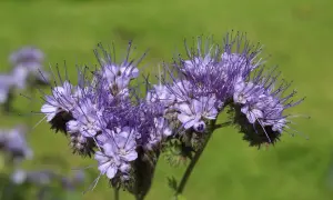 Fioletowe kwiaty facelii, idealnej rośliny na poplon, kuszą pszczoły.