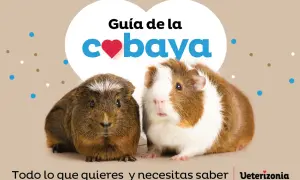 Dos cobayas adorables posan para una guía sobre qué comen las cobayas. Texto: "Guía de la cobaya. Todo lo que quieres y necesitas saber.