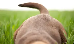 A brown dog's back and tail are visible, with its tail held high like a swimmer's tail. The dog is in a field of green grass.