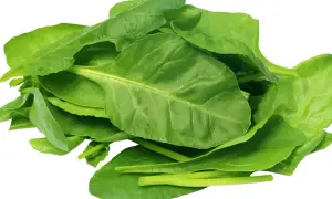 Kupa świeżego szpinaku. Czy pies może jeść szpinak? Tak, ale z umiarem, bo zawiera szczawiany.