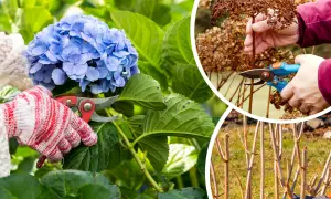 Przycinanie hortensji: Kiedy i jak ciąć dla burzy kwiatów?