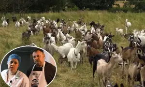 Stado kóz na łące. W kółku para ludzi, którzy mogą wiedzieć, ile kosztuje koza mleczna.