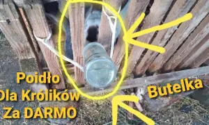 Poidło dla królika z butelki? Zrób to sam i oszczędź!