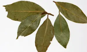 Ramita con hojas de laurel, algunas verdes y otras con tonos marrones y secas, mostrando sus venas marcadas.