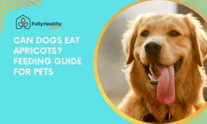 A happy golden retriever's face is shown, with text asking "Can dogs eat apricots?".