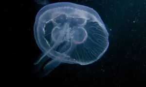 Przezroczysta meduza w Bałtyku, unosząca się w ciemnej wodzie. Jej delikatne ciało i ramiona tworzą eteryczny obraz.