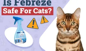 A Bengal cat looks concerned as a Febreze spray bottle is shown, questioning "Is Febreze safe for cats?". Two yellow warning signs are visible.