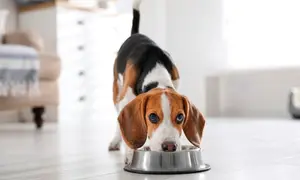 Uroczy beagle pochyla się nad miską. Czy szczeniak może jeść karmę dla dorosłych psów? To pytanie nurtuje wielu właścicieli.
