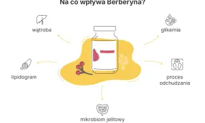 Berberyna co to? Wpływa na wątrobę, lipidogram, glikemię, proces odchudzania i mikrobiom jelitowy.