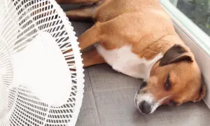 Niebezpieczna temperatura dla psa: kiedy grozi mu niebezpieczeństwo