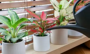 Aglaonema kwiaty w doniczkach, jedna z nich jest podlewana z czarnej konewki.