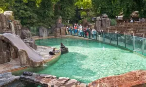 Rodzina z dzieckiem obserwuje foki w zoo. Woda w basenie jest turkusowa, a wokół skaliste otoczenie.