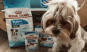 Royal Canin dla psa: Prawda o składzie. Czy warto? Ekspert radzi