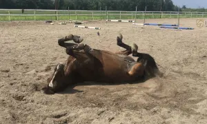 Opanuj zatrzymanie konia: Bezpieczeństwo, kontrola, zaufanie.