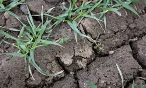 Młode źdźbła zbóż przebijają się przez spękaną ziemię. Widać ślady po zastosowaniu prosulfokarb, chroniącym uprawy przed chwastami.