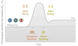 Wykres pokazuje, jak motywacja, zakłócenie i ulga wpływają na sygnalizację dopaminy i opioidów, co może być związane z poziomem serotoniny.