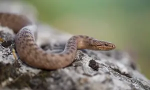 Mały, brązowy wąż, gniewosz plamisty, z charakterystycznymi ciemnymi plamkami, wyłania się zza kamienia.