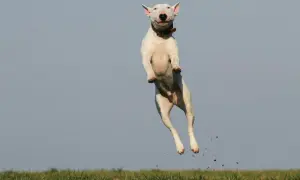 Biały bullterier w skoku, jakby miał ADHD, z radością gonił niewidzialną zabawkę na tle błękitnego nieba.
