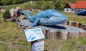 Model płetwala błękitnego w ocean park. Obok tablica informacyjna o wielorybach.