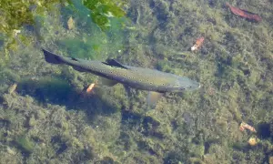 Eine Forelle schwimmt im klaren Wasser über einem mit Algen bedeckten Grund. Vielleicht bereitet sie sich darauf vor, warum springen Forellen – um Insekten zu fangen?