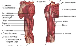Músculos del brazo: Anatomía, ejercicios y prevención de lesiones