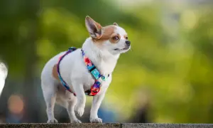 Mały piesek chihuahua w kolorowej obroży dla chihuahua, z dumą spogląda w dal.