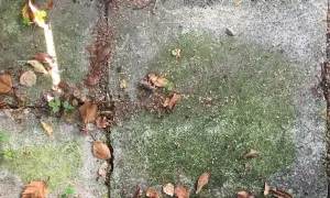 Gröna stenplattor med mossa och höstlöv. Ett husmorstips för att ta bort mossa kan vara att använda vinäger eller bikarbonat.