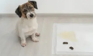 Un cachorro mira con curiosidad una alfombrilla de entrenamiento con excrementos. La pregunta es: cuanto tarda un cachorro en aprender a hacer sus necesidades.