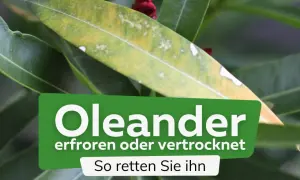 Oleanderblatt mit gelben Flecken, Anzeichen von Oleander Frostschaden. Tipps zur Rettung der Pflanze.